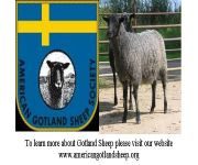 American Gotland Sheep Society