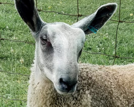 Bluefaced Leicester Sheep